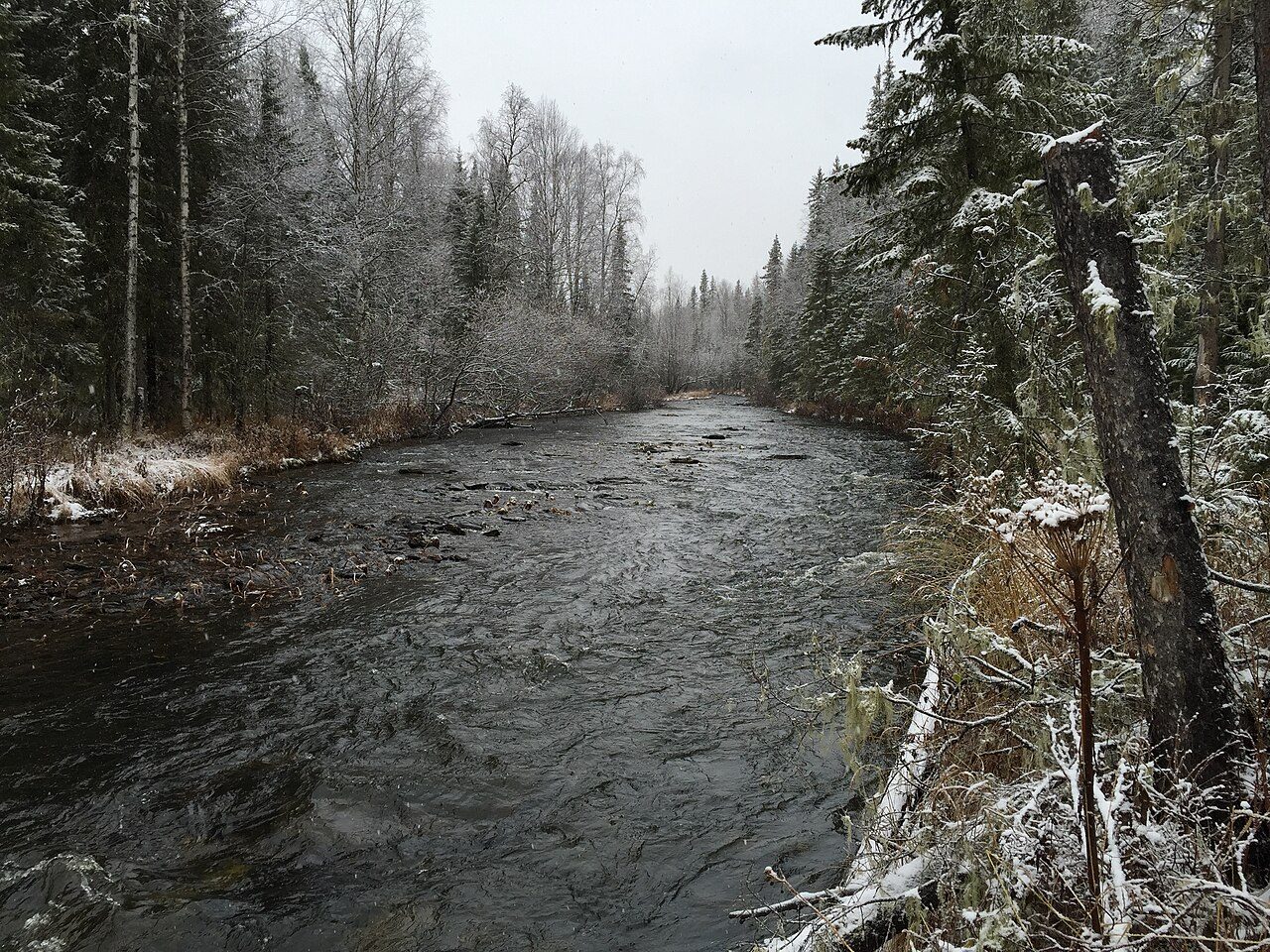 The Auspiya River in the northern Urals in early snow, with dark water between spruce and birch trees, photographed in 2015