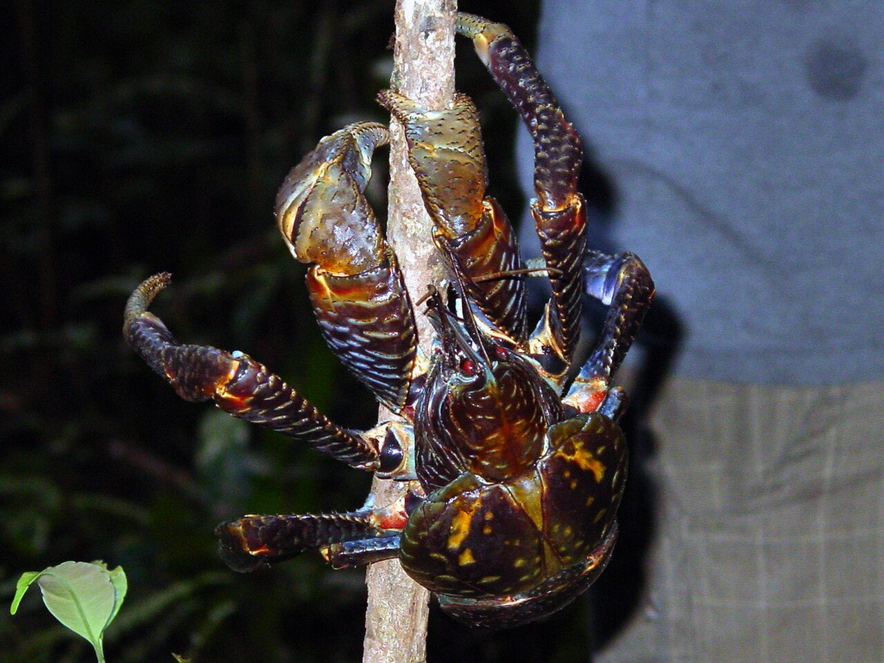 Color photograph of a coconut crab (Birgus latro) climbing on Niue in the South Pacific; the same kind of crab lives on Nikumaroro.
