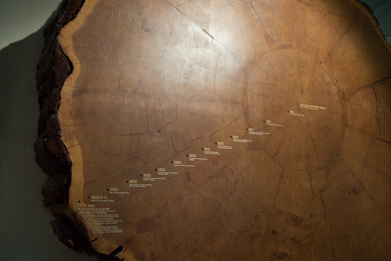 Close view of the growth rings in a cut slab from a tree about 1,500 years old